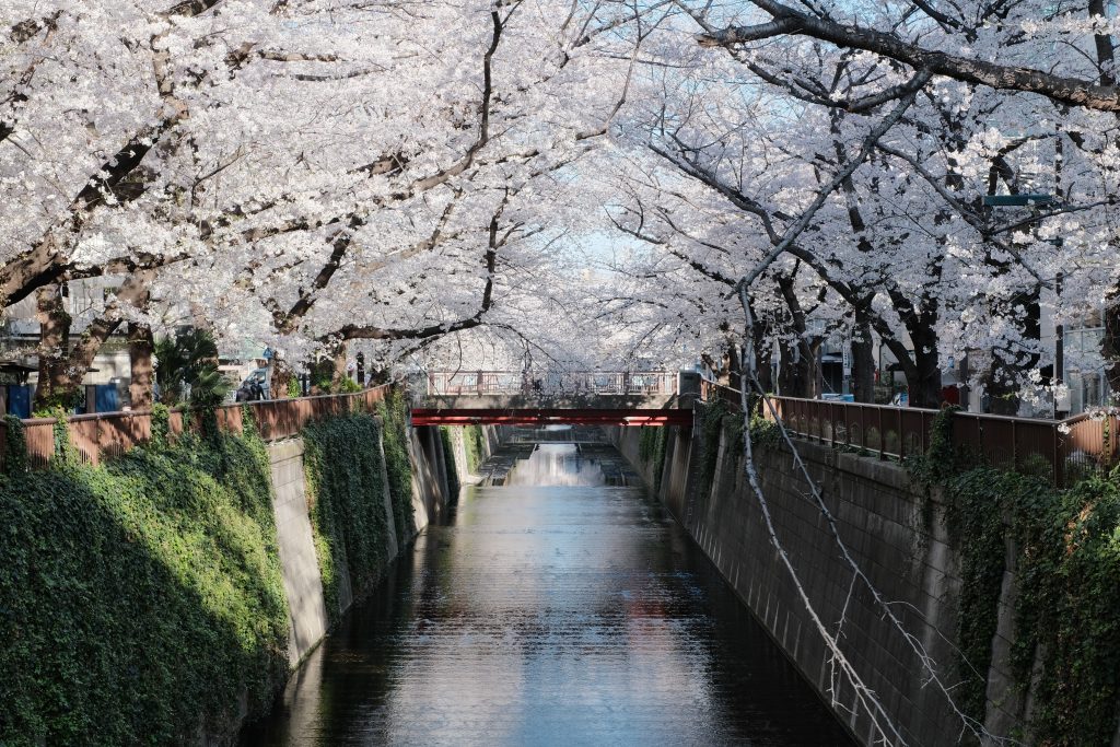 コロナ禍での中目黒の桜の写真