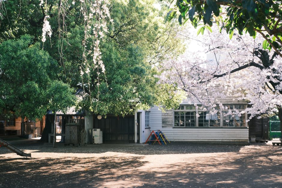 幼稚園に咲く桜の写真